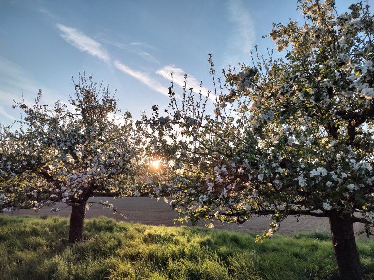 Streuobstwiese mit Abendsonne